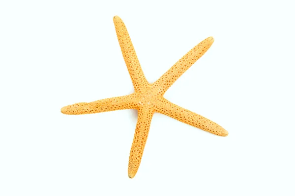 Estrella de mar aislada —  Fotos de Stock