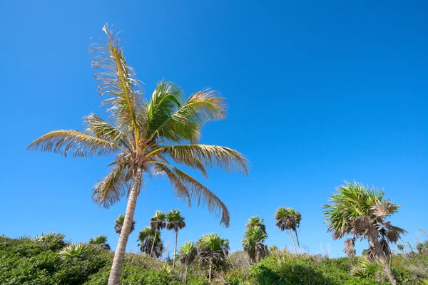Джунгли с пальмами и небом — стоковое фото