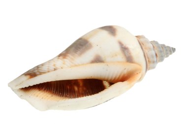 Sea conch isolated clipart
