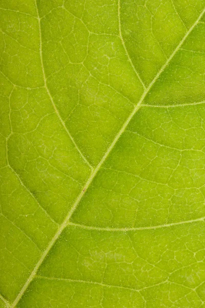 Green leaf close up — Stock Photo, Image