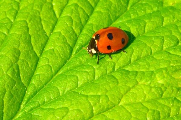 红瓢虫 (七星瓢虫) — 图库照片