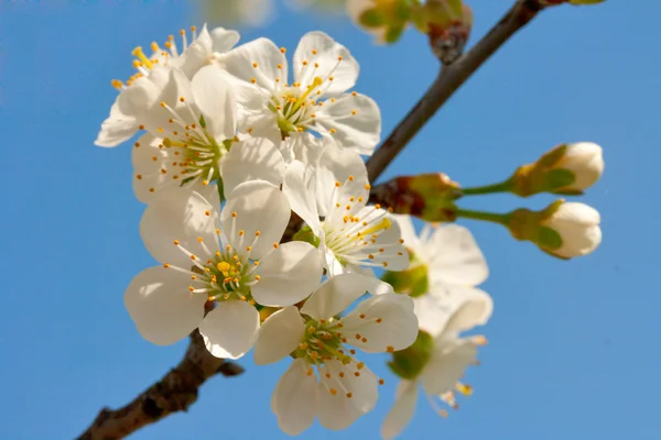 Bloeiende bloemen van appelboom — Stockfoto