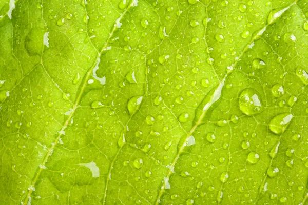 Zielony liść z kropelkami wody — Zdjęcie stockowe