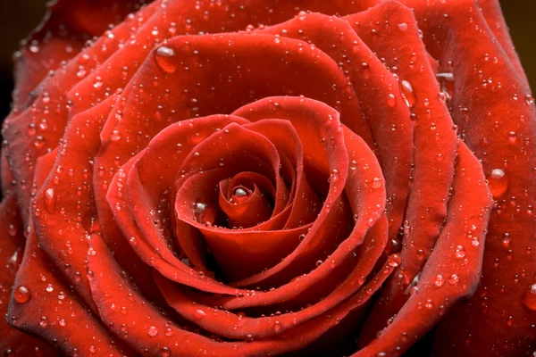 Τριαντάφυλλο κοντινό πλάνο — Φωτογραφία Αρχείου
