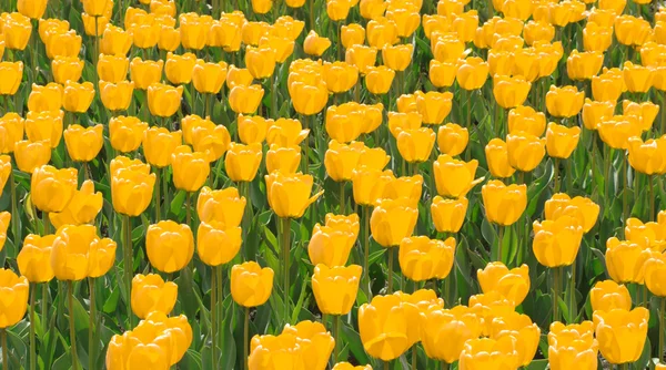 Field of yellow tulips — Stock Photo, Image