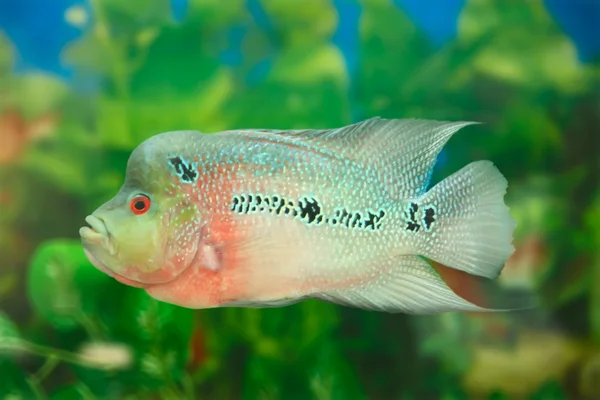 Тропические рыбы под водой — стоковое фото