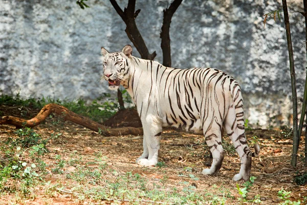 Tigre branco na floresta — Fotografia de Stock
