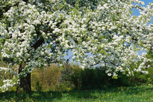 Apple tree blossom