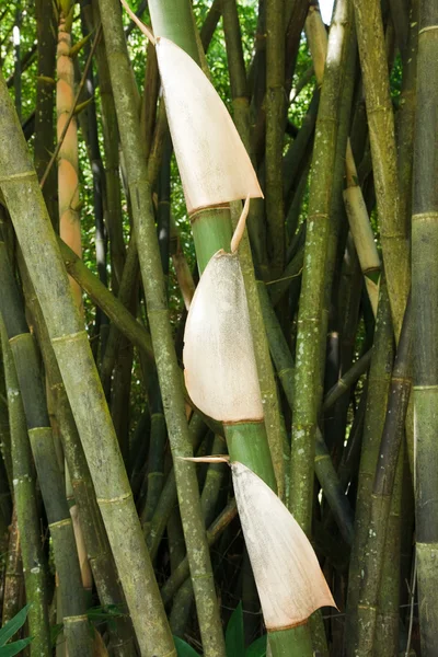 stock image Bamboo