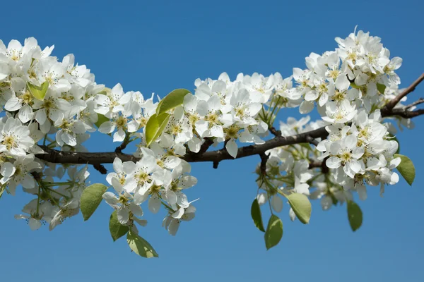 Яблуня квітуча гілка — стокове фото