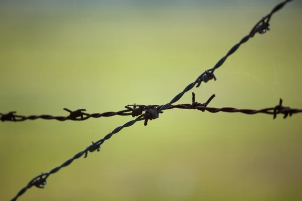 Barbed wire on blurred background — Stock Photo, Image