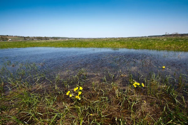 用春天的水淹草甸 — 图库照片