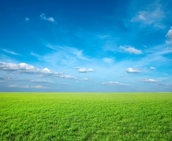 Поле зеленой свежей травы — стоковое фото
