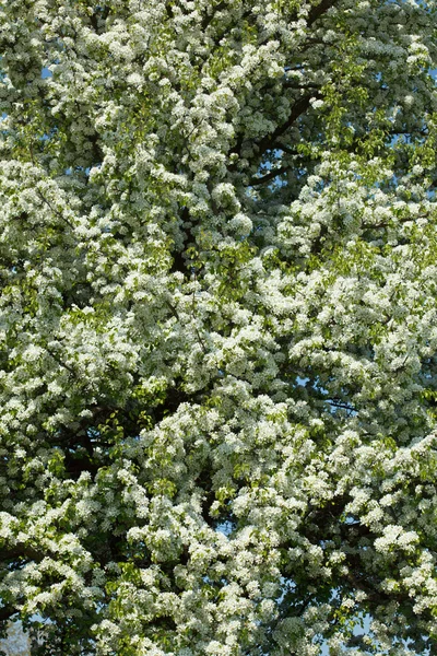 Albero di mele ramo in fiore — Foto Stock