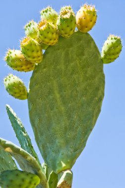 Cactus clipart