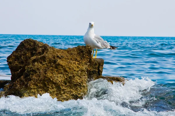 stock image Seagull