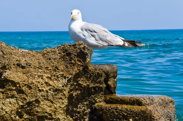 stock image Seagul