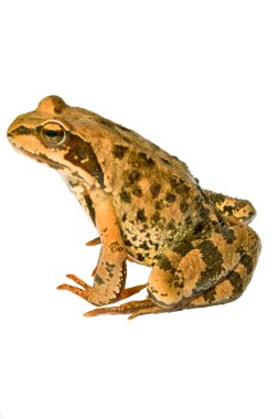 Frog clipart