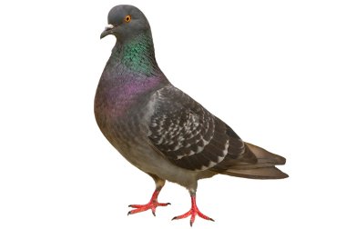 Pigeon clipart