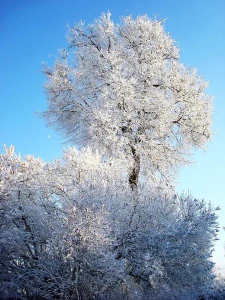 Árbol en el invierno —  Fotos de Stock