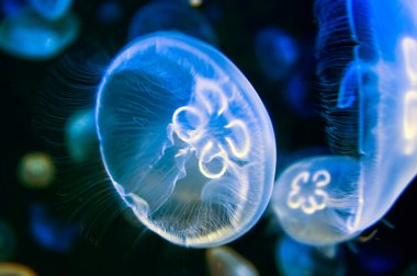 Jellyfish clipart