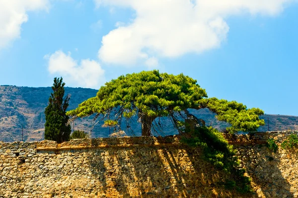 stock image Tree