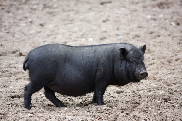 stock image Vietnamese Potbelly Pig