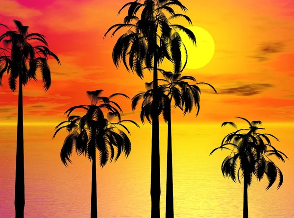 Під час заходу сонця Palm — стокове фото