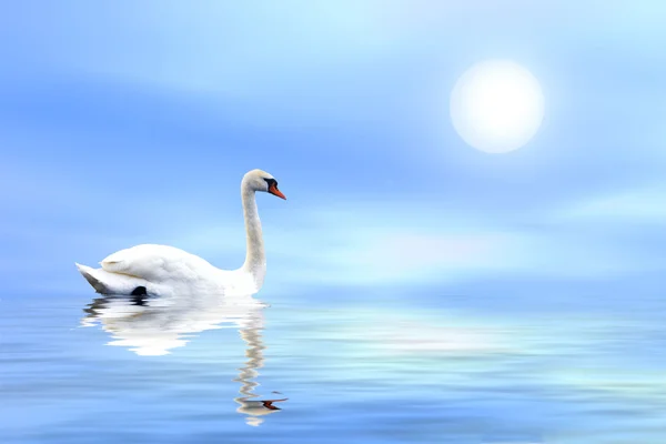 stock image Swan