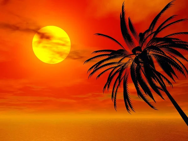 Západ slunce palm — Stock fotografie