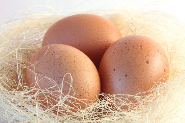 stock image Eggs on nest