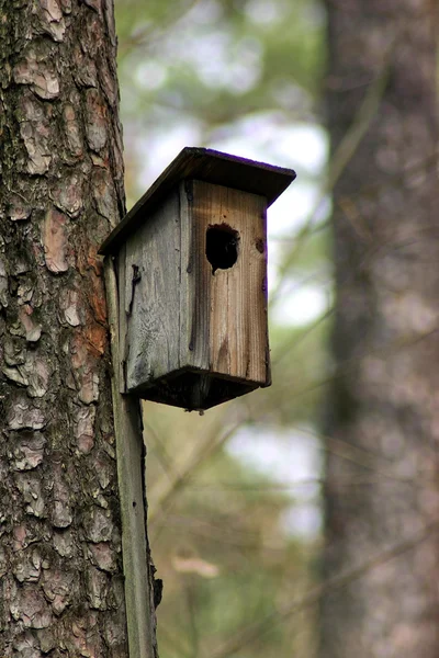 Caixa de nidificação — Fotografia de Stock