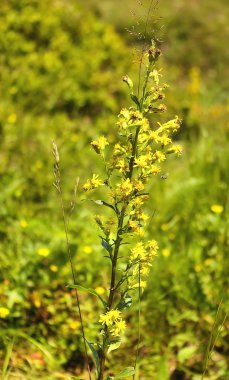 hypericum ablloom