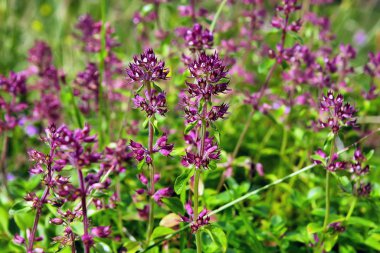 timus herb