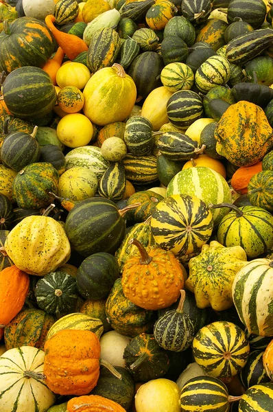Various kinds of pumpkins — Stock Photo, Image