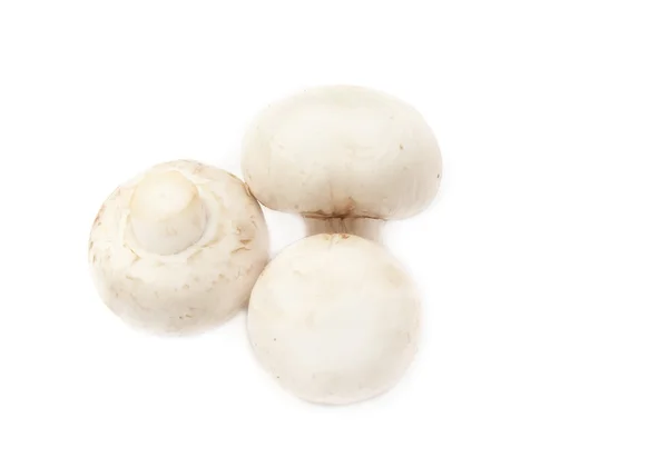 Champignon mushrooms — Stock Photo, Image