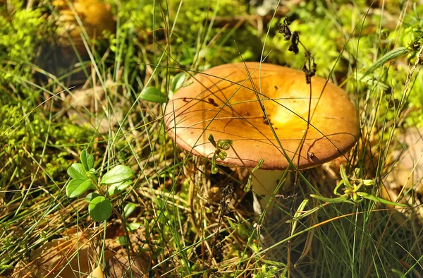 Cogumelo russula amarelo — Fotografia de Stock