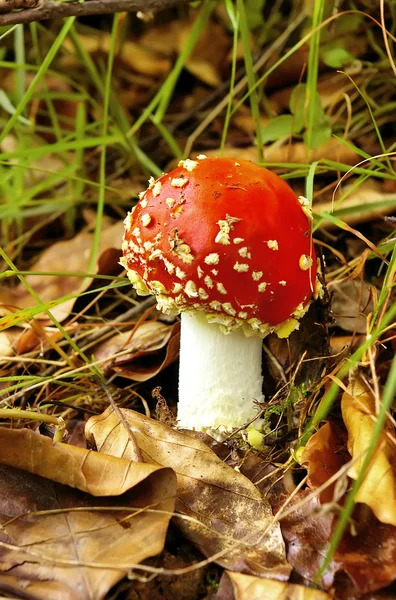 Cogumelo agárico de mosca vermelha — Fotografia de Stock