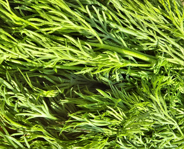 Dill texture with little waterdrops — Stock Photo, Image