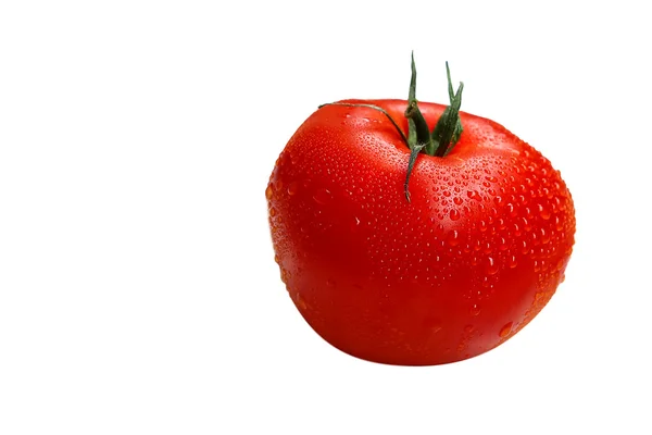 Tomate fraîche humide — Photo