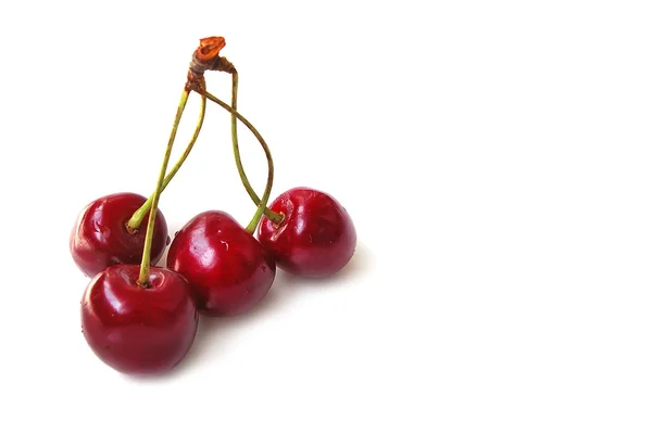 Branch of sweet cherries — Stock Photo, Image