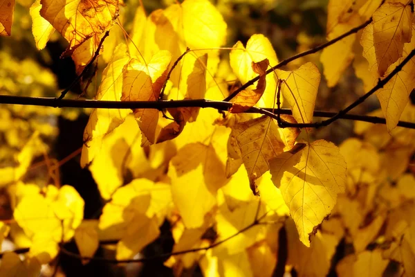 Rama de hojas de autimn — Foto de Stock