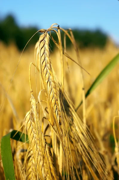 Ear of the rye — Stock Photo, Image