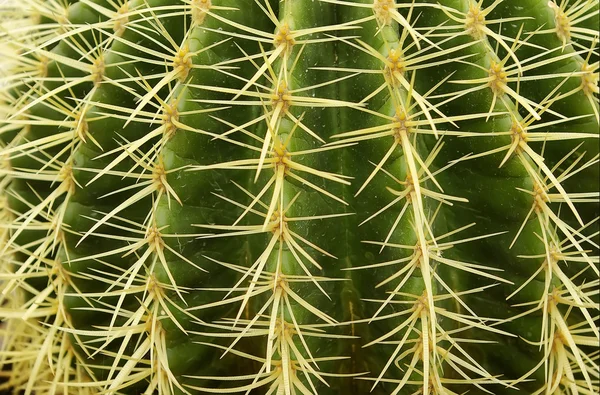 stock image Cactus closeup