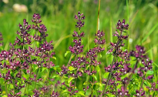 Thymus herb — Stock Photo, Image