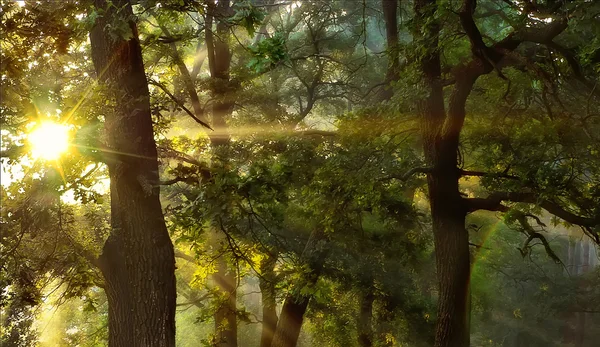 Oak Forest gündoğumu — Stok fotoğraf