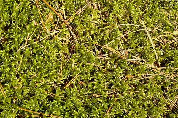 Green moss background — Stock Photo, Image