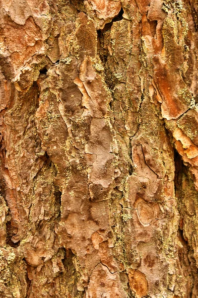 stock image Pine texture