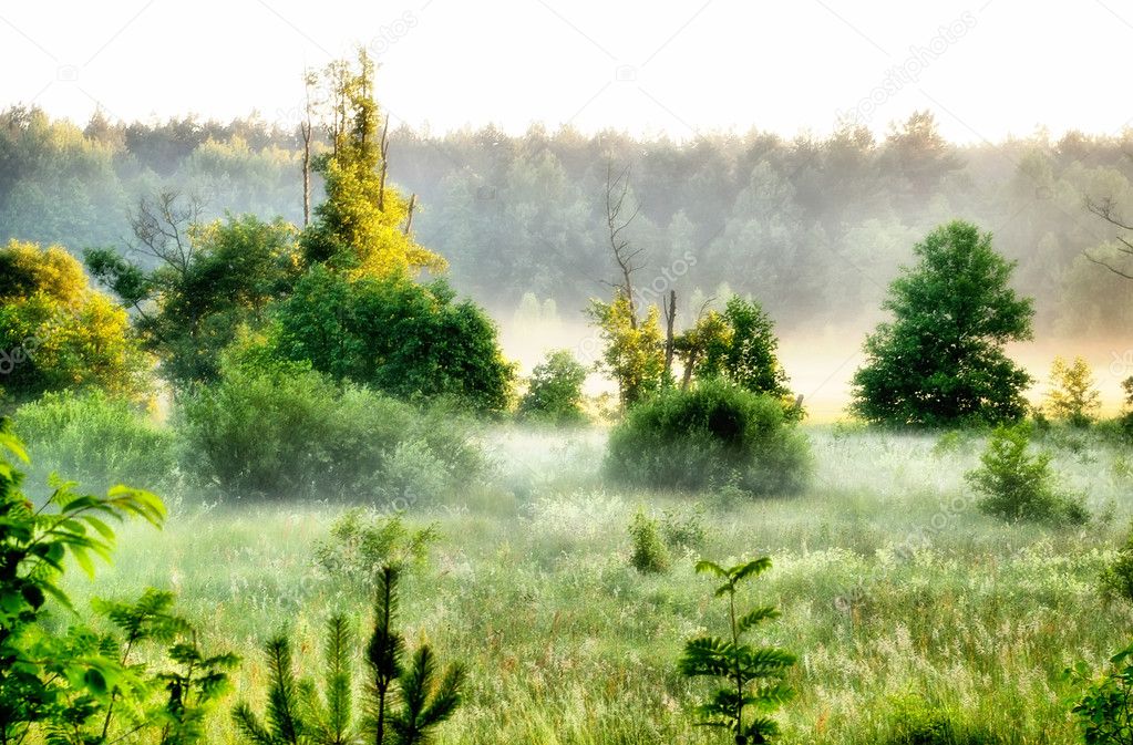 Foggy morning in a countryside