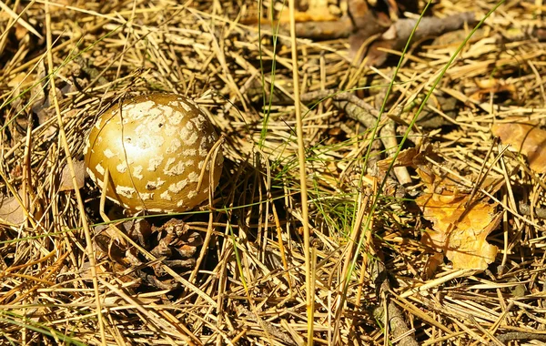 Trucizna grzyb — Zdjęcie stockowe